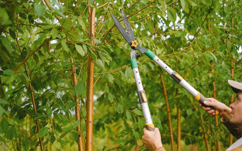 Tree trimming in Callicoon, NY